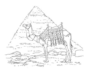 Fototapeta premium Black‑and‑white illustration, travel sketch of a decorated camel with an ornate saddle in front of the Great Pyramid of Giza. Hand-drawn desert landscape. Line art, pen on a plain background. 