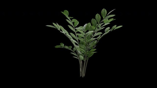 Zamioculcas plant swaying in summer wind, realistic animation with transparent background and alpha channel in 4k