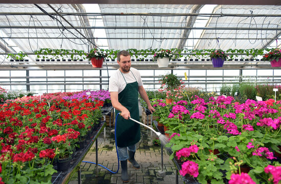 happy worker growing flowers in a greenhouse of a flower shop