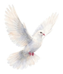 Fototapeta premium PNG Graceful watercolor dove illustration.