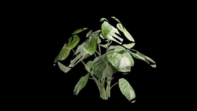 monstera plant swaying in summer wind, realistic animation with transparent background and alpha channel in 4k