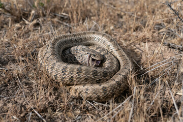 Obraz premium Steppe rat snake (Elaphe dione) eating jerboa (Dipodidae sp.) in natural desert habitats, Betpak-Dala desert, Southern Kazakhstan