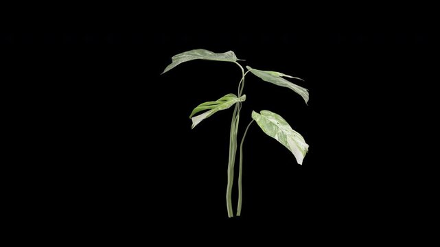 monstera variegata plant swaying in summer wind, realistic animation with transparent background and alpha channel in 4k