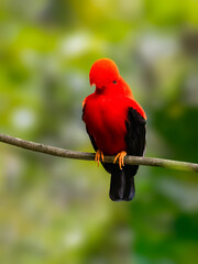 Obraz premium Male Andean Cock-of-the-rock Perched on Branch in Rainforest