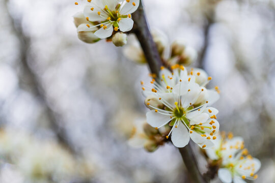 ramo fiorito in primavera in italia