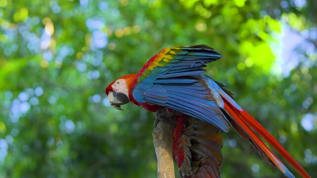 Scarlet macaw parrot spreading wings while perched in tropical rainforest