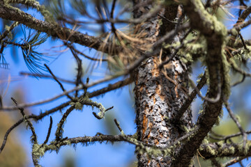 close up of colorado pines in estes park colorado 