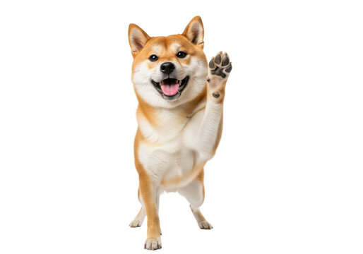 A photorealistic portrait of a playful shiba inu dog, sashige coat, raising its forepaw in a high-five gesture against a brilliant white studio background under high-key light, joyful interaction