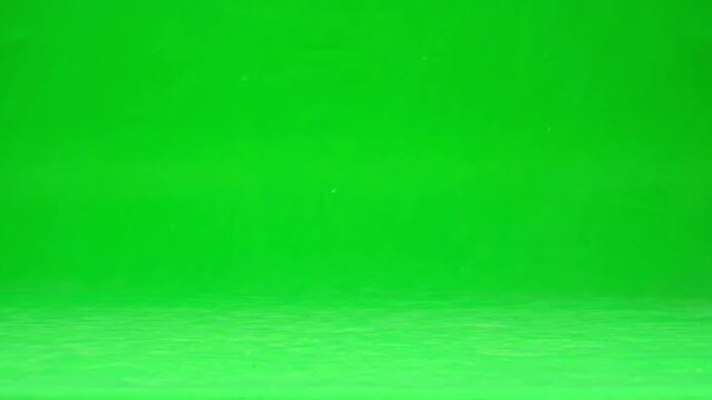 Wombat Walking and Looking Around on Green Screen Chroma Key Background