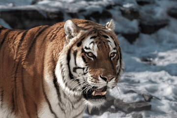 Obraz premium Bengal tiger with distinctive orange and black stripes walks through a snowy landscape, showcasing its powerful physique and intense gaze, surrounded by rocky terrain and patches of snow