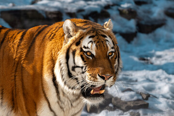 Obraz premium Close-up of a Bengal tiger with striking orange and black stripes, showcasing its powerful features against a snowy background in a natural habitat setting