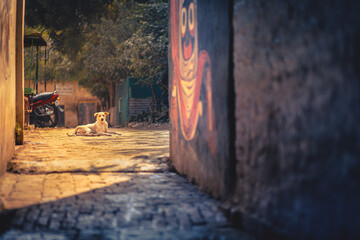 Dog resting on cobblestone street in narrow alleyway with colorful mural on wall and motorcycle parked in the background, surrounded by greenery and soft sunlight filtering through trees © I K Photography