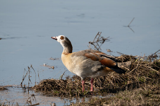 Nilgans (Alopochen aegyptiaca) l&auml;uft durch Gras am Gew&auml;sserufer
