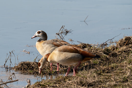 Nilgans (Alopochen aegyptiaca) am Flussufer in nat&uuml;rlichem Lebensraum