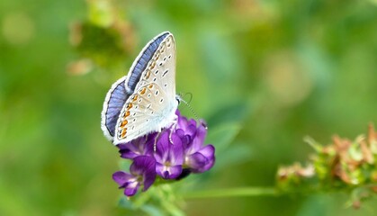 Blue butterfly with open wings and purple flower in green meadow wildlife background