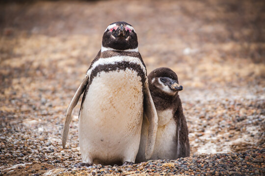 Pinguim
