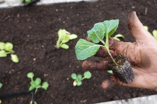 Hand holding brussels sprout seedling ready for planting