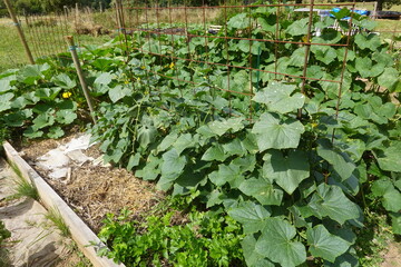 Growing cucumber plants on garden trellis in raised bed