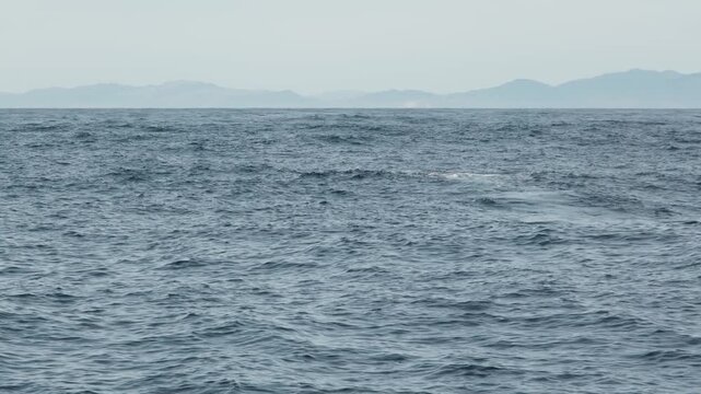Sperm whale fluke rising above ocean surface while diving at Kaikoura, New Zealand