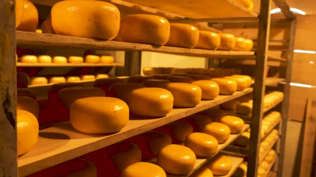 August 20, 2025, Holland, Netherlands. Artisanal cheese factory, displaying a shop window full of traditional cheeses.