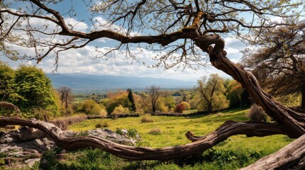 Serene Landscape with Curved Tree Branches and Lush Green Meadows Under Blue Sky with Fluffy Clouds