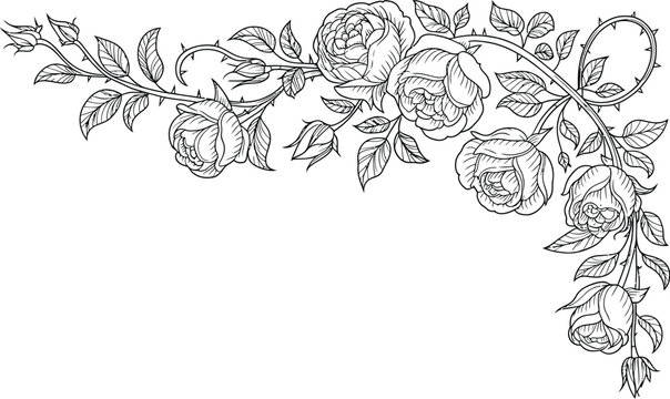 Rose corner floral border line art, elegant decorative outline illustration of roses leaves and thorns forming detailed ornamental corner design.