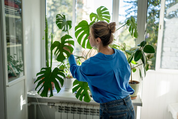 Middle aged woman green thumb taking care of house plants, inspecting leaves of Monstera for diseases or pests. Mature female hobbyist plant lover attentively examinees plants at indoor garden. © DimaBerlin