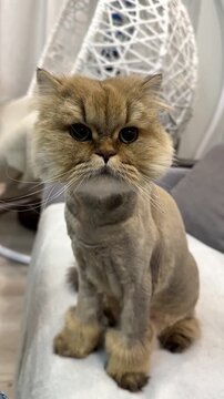 Domestic cat after grooming sits calmly on a sofa at home and looks ahead. Cozy pet video with a relaxed feline, trimmed fur, soft indoor light, and peaceful home lifestyle atmosphere.