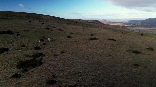 Welsh ponies in the hills - national park area