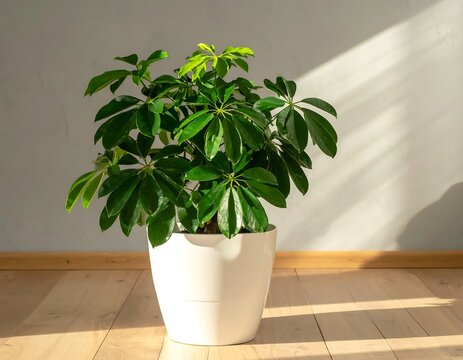 Schefflera Arboricola in White Pot - Indoor Plant Beauty.