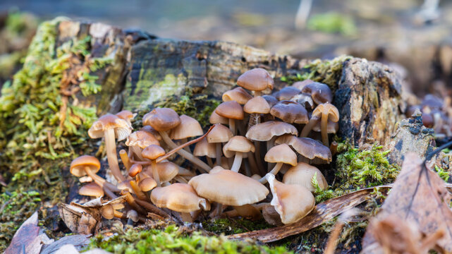 Closeup of cluster of mushrooms sprouting from rotting tree stump