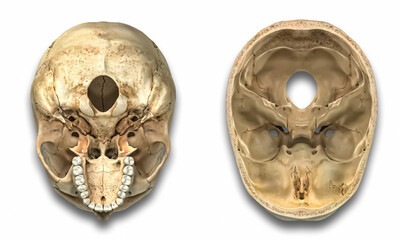 Realistic Medical Illustration of Human Skull Anatomy – Detailed Scientific Diagram, Underside of Skull © Fahim