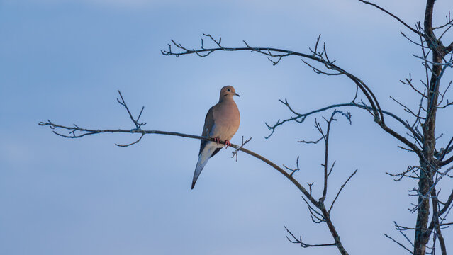 Mourning dove (Zenaida macroura) perched in a tree against clear blue sky