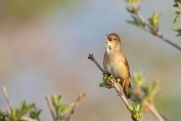 Brzęczka (Locustella luscinioides) © Grzegorz