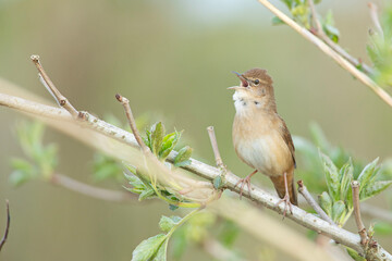 Brzęczka (Locustella luscinioides) © Grzegorz