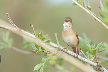 Brzęczka (Locustella luscinioides) © Grzegorz