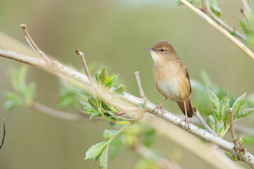 Brzęczka (Locustella luscinioides) © Grzegorz