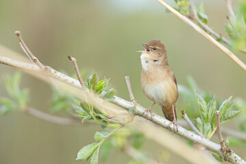 Brzęczka (Locustella luscinioides) © Grzegorz
