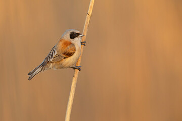 Remiz (Remiz pendulinus)  © Grzegorz