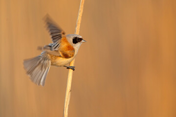 Remiz (Remiz pendulinus)  © Grzegorz