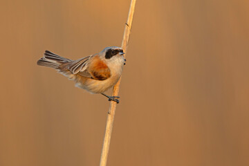 Remiz (Remiz pendulinus)  © Grzegorz