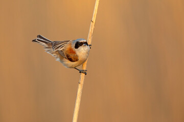 Remiz (Remiz pendulinus)  © Grzegorz