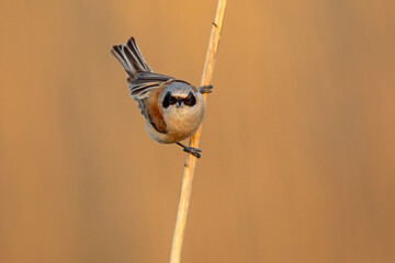 Remiz (Remiz pendulinus)  © Grzegorz