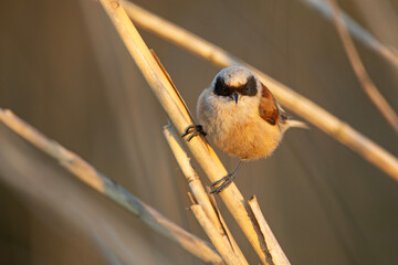 Remiz (Remiz pendulinus)  © Grzegorz