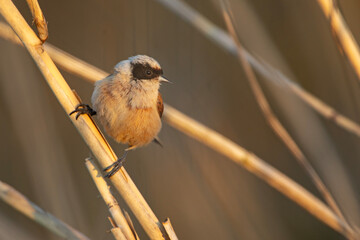 Remiz (Remiz pendulinus)  © Grzegorz