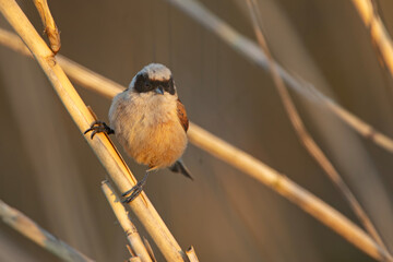 Remiz (Remiz pendulinus)  © Grzegorz