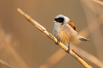 Remiz (Remiz pendulinus)  © Grzegorz