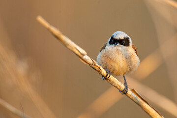 Remiz (Remiz pendulinus)  © Grzegorz