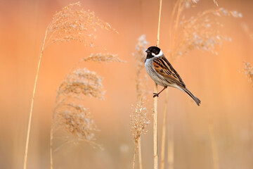 Potrzos (Schoeniclus schoeniclus) © Grzegorz