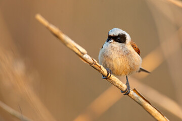 Remiz (Remiz pendulinus)  © Grzegorz